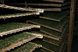 ЗАВЯЛИВАНИЕ