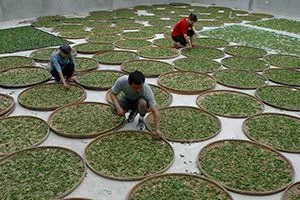 ЗАВЯЛИВАНИЕ